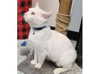 Adopt White Claw a White Domestic Shorthair / Mixed (short coat) cat in