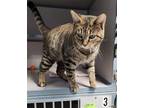 Adopt Dutchess a Spotted Tabby/Leopard Spotted Domestic Shorthair / Mixed (short
