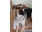 Adopt Churchill a Tricolor (Tan/Brown & Black & White) German Shepherd Dog /