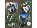 Adopt Titan a Brown/Chocolate - with White Husky / Mixed dog in CONVERSE
