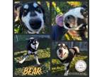 Adopt Bear a Black - with White Husky / Mixed dog in CONVERSE, TX (40605492)