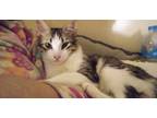 Adopt Pistachio a Spotted Tabby/Leopard Spotted Egyptian Mau cat in Manchester