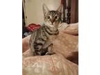 Adopt Cashew a Spotted Tabby/Leopard Spotted Egyptian Mau / Mixed cat in