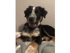 Adopt Pickles a Brown/Chocolate - with Black German Shepherd Dog / Mixed dog in