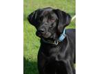 Adopt Watson a Black Labrador Retriever / Mixed dog in Newville, PA (40604807)