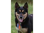 Adopt Taniel a Black - with Gray or Silver Husky / German Shepherd Dog / Mixed