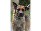 Adopt Ace a Tan/Yellow/Fawn - with Black German Shepherd Dog / Mixed dog in