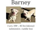 Adopt Barney a Mixed Breed (Medium) / Mixed dog in Albany, GA (40584111)