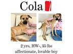 Adopt Cola a Mixed Breed (Medium) / Mixed dog in Albany, GA (40584108)