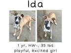 Adopt Ida a Mixed Breed (Medium) / Mixed dog in Albany, GA (40604687)