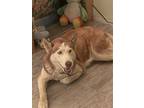Adopt Coco a Red/Golden/Orange/Chestnut - with White Husky / Mixed dog in Dana