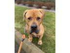 Adopt Orion a Tan/Yellow/Fawn - with Black Bullmastiff / Mixed dog in Lynnwood
