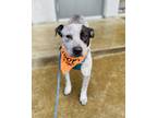 Adopt Blue a White - with Black Australian Cattle Dog / Pit Bull Terrier / Mixed