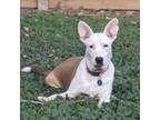 Adopt Roo a White - with Tan, Yellow or Fawn Bull Terrier / Mixed dog in