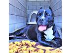 Adopt Betty a Black - with White Staffordshire Bull Terrier / Mixed dog in