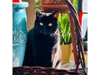 Adopt Nora Cupcake (bonded w/ Button a All Black Domestic Shorthair (short coat)