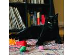 Adopt Button Bonus Beans a All Black Polydactyl/Hemingway (short coat) cat in