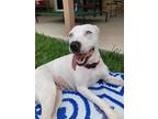 Adopt Dove a American Pit Bull Terrier / Mixed Breed (Medium) / Mixed dog in