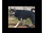 Adopt Apache a Black - with Tan, Yellow or Fawn German Shepherd Dog / Mixed dog