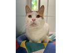 Adopt Charlie a Domestic Shorthair / Mixed (short coat) cat in Walden