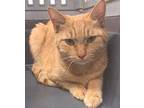 Adopt 655890 a Orange or Red Domestic Shorthair / Domestic Shorthair / Mixed cat