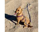Adopt Mila a Tan/Yellow/Fawn - with Black Black Mouth Cur / Shepherd (Unknown