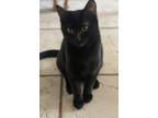 Adopt Raven a Black (Mostly) American Shorthair cat in Stockton, CA (40603800)