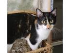 Adopt BAMBOO a Calico or Dilute Calico Calico (long coat) cat in Houston