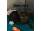 Adopt Genevieve a Domestic Shorthair / Mixed (short coat) cat in Ridgely