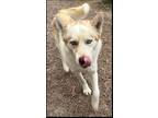 Adopt Bluey a White - with Tan, Yellow or Fawn Siberian Husky / Mixed dog in