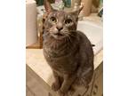 Adopt Lila (Lee-la) a Domestic Shorthair / Mixed (short coat) cat in Skippack