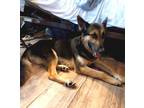 Adopt Eli a Brown/Chocolate - with Black German Shepherd Dog / Mixed dog in