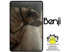 Adopt Benji a Brindle American Pit Bull Terrier / Mixed dog in Newburgh