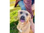 Adopt Nash a Tan/Yellow/Fawn Black Mouth Cur / Mixed dog in Temple