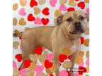 Adopt funko a Brown/Chocolate - with White Boxer / American Pit Bull Terrier /