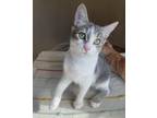 Adopt Athina a Gray or Blue (Mostly) Domestic Shorthair (short coat) cat in