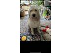 Adopt Ariel a White - with Tan, Yellow or Fawn Poodle (Standard) / Goldendoodle