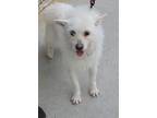 Adopt Jasmin a White Terrier (Unknown Type, Medium) / Mixed dog in Centerville