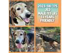 Adopt 2023-08-175 a Hound (Unknown Type) / Mixed dog in Winder, GA (39498345)
