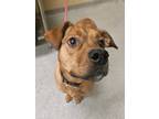 Adopt Mac a Tan/Yellow/Fawn Mixed Breed (Large) / Mixed dog in Reidsville