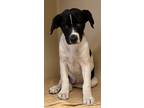 Adopt Bentley a White Bernese Mountain Dog / Mixed Breed (Medium) / Mixed (short