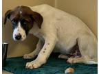Adopt Braylon a White Entlebucher / Mixed dog in Natchez, MS (40601999)