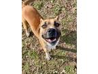Adopt Roxy a Red/Golden/Orange/Chestnut Boxer / Mixed dog in Bartlesville