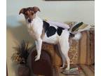 Adopt Roxy a Tricolor (Tan/Brown & Black & White) Parson Russell Terrier / Mixed