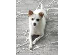 Adopt Bara a White - with Tan, Yellow or Fawn Jindo / Mixed dog in Centerville