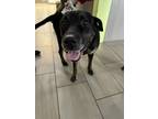 Adopt Racetrack a Black Labrador Retriever / Mixed dog in Daytona Beach