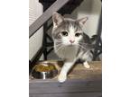 Adopt Dobby a Gray or Blue Domestic Shorthair / Domestic Shorthair / Mixed cat
