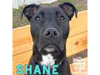 Adopt Shane a Black Labrador Retriever / Mixed Breed (Medium) / Mixed (short