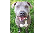 Adopt Smoke a Gray/Blue/Silver/Salt & Pepper Mixed Breed (Large) / Mixed dog in