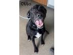 Adopt Otto a Black Labrador Retriever / Mixed Breed (Medium) / Mixed (medium